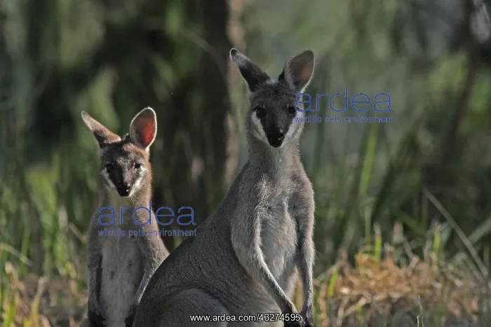  : Whiptail Wallaby