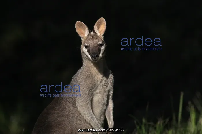  : Whiptail Wallaby