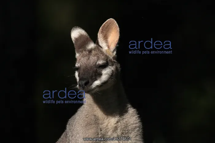  : Whiptail Wallaby