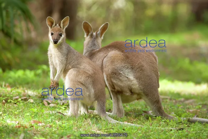 : Whiptail Wallaby - adult female with already weaned : Whiptail Wallaby - adult female with already weaned