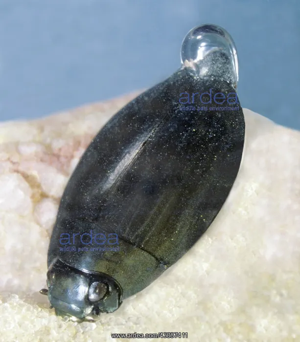 : Whirligig Beetle (Dineutes americanus) : Whirligig Beetle (Dineutes americanus)