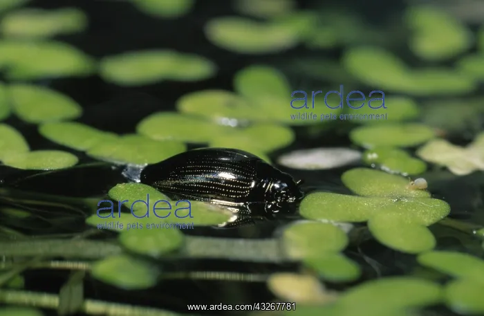 : Whirligig Beetle (Gyrinus substriatus) on surfa : Whirligig Beetle (Gyrinus substriatus) on surfa
