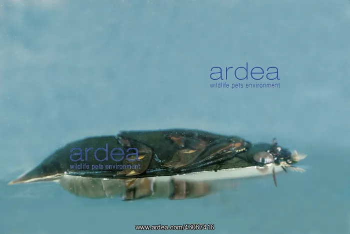 : Whirligig Beetle swimming : Whirligig Beetle swimming