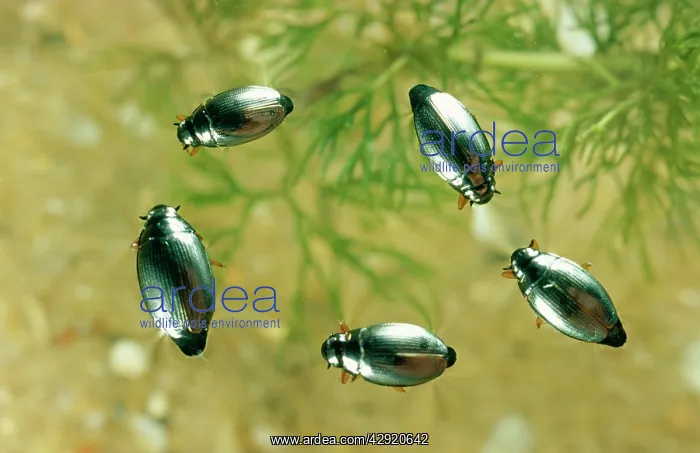  : WHIRLIGIG BEETLES