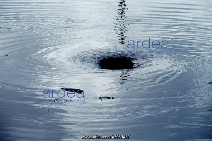 : Whirlpool. A whirlpool that formed after water backed up over a culvert : Whirlpool. A whirlpool that formed after water backed up over a culvert