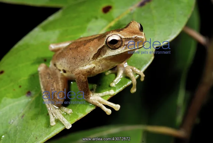 : Whirring Tree Frog : Whirring Tree Frog