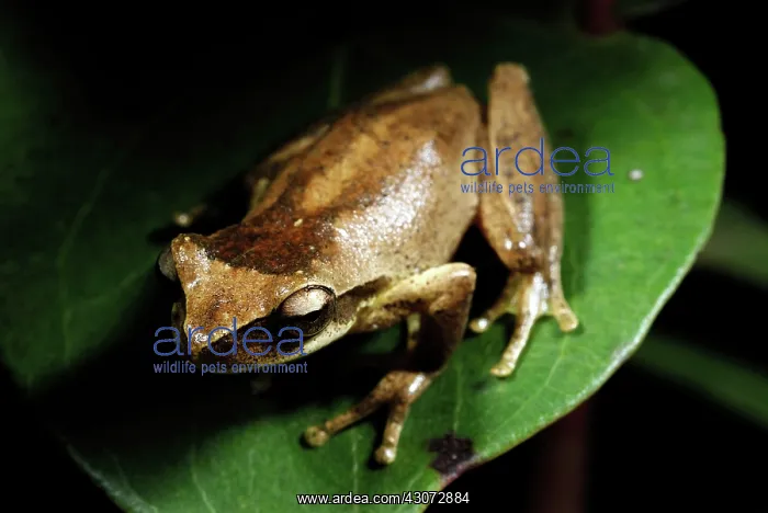 : Whirring Tree Frog : Whirring Tree Frog