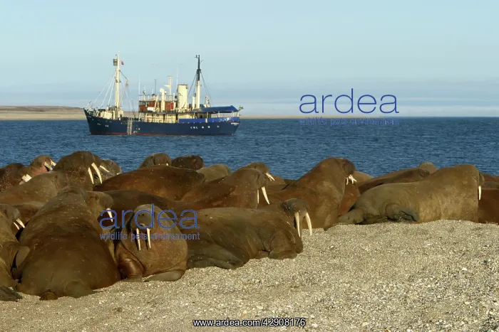 : Whiskered / Atlantic Walrus : Whiskered / Atlantic Walrus