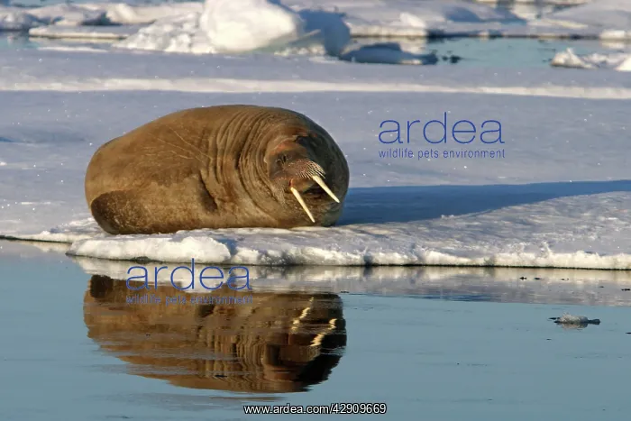 : Whiskered / Atlantic Walrus : Whiskered / Atlantic Walrus