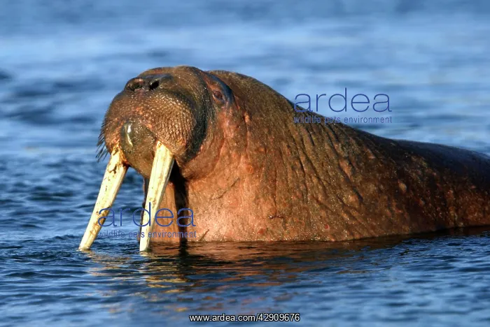 : Whiskered / Atlantic Walrus : Whiskered / Atlantic Walrus