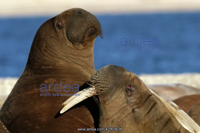 : Whiskered / Atlantic Walrus - two : Whiskered / Atlantic Walrus - two