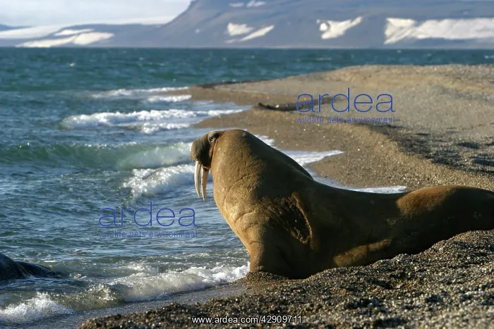 : Whiskered / Atlantic Walrus - on beach : Whiskered / Atlantic Walrus - on beach