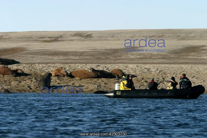 : Whiskered / Atlantic Walrus - on beach, with people in boat : Whiskered / Atlantic Walrus - on beach, with people in boat