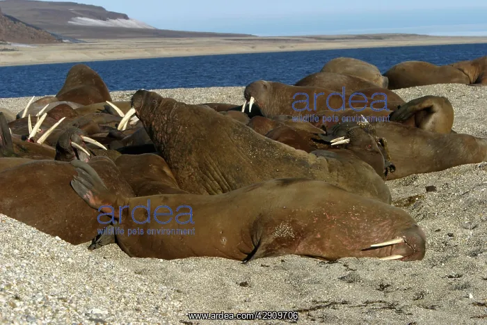 : Whiskered / Atlantic Walrus - group sleeping : Whiskered / Atlantic Walrus - group sleeping