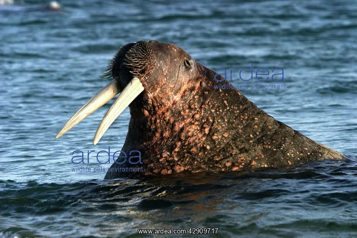 : Whiskered / Atlantic Walrus - head out of water : Whiskered / Atlantic Walrus - head out of water