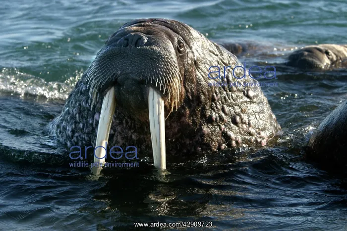 : Whiskered / Atlantic Walrus - head out of water : Whiskered / Atlantic Walrus - head out of water