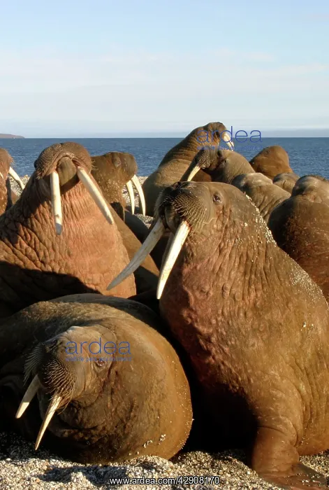 : Whiskered / Atlantic Walrus - male : Whiskered / Atlantic Walrus - male