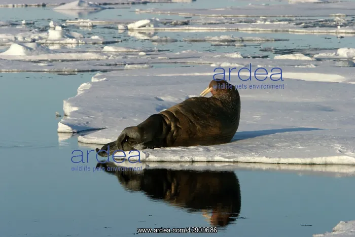 : Whiskered / Atlantic Walrus - resting on ice : Whiskered / Atlantic Walrus - resting on ice