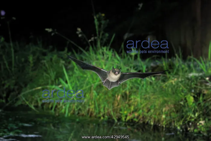 : Whiskered Bat : Whiskered Bat