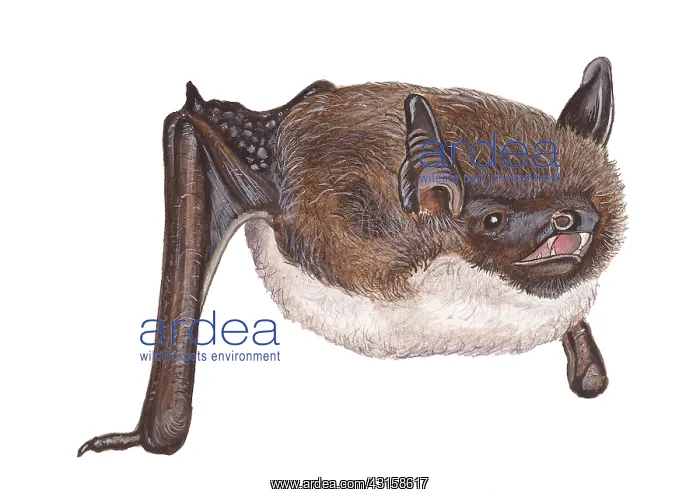  : Whiskered Bat