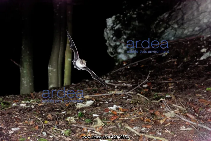 : Whiskered Bat - in flight at Fagus-Abies forest : Whiskered Bat - in flight at Fagus-Abies forest
