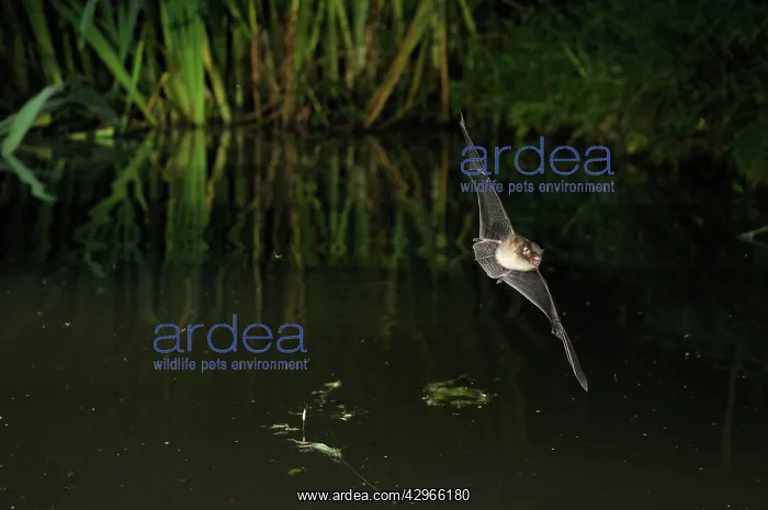 : Whiskered Bat - in flight above a forest pond : Whiskered Bat - in flight above a forest pond