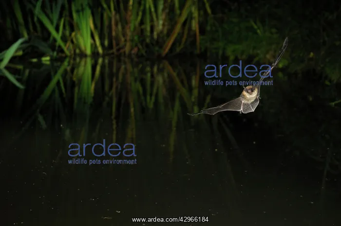 : Whiskered Bat - in flight above a forest pond : Whiskered Bat - in flight above a forest pond