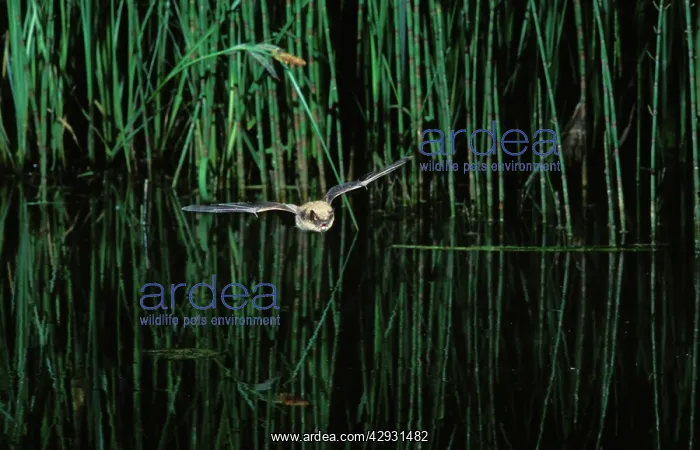 : Whiskered Bat - in flight above a pond : Whiskered Bat - in flight above a pond