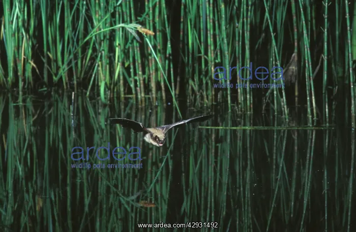 : Whiskered Bat - In flight above a pond with vegetation : Whiskered Bat - In flight above a pond with vegetation