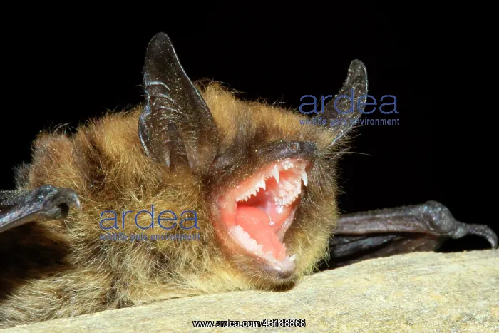 : Whiskered Bat (Myotis mystacinus) portrait, France : Whiskered Bat (Myotis mystacinus) portrait, France
