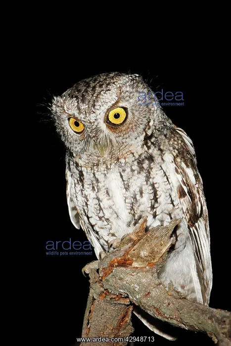 : Whiskered Screech Owl : Whiskered Screech Owl