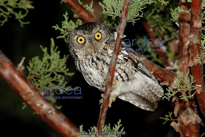 : Whiskered Screech Owl : Whiskered Screech Owl