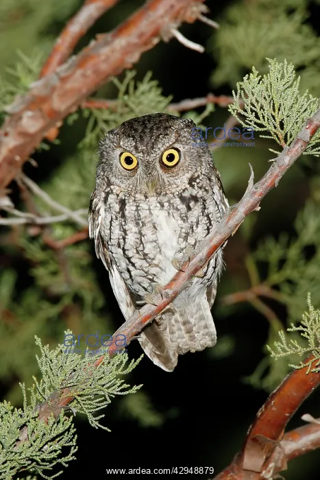 : Whiskered Screech Owl : Whiskered Screech Owl