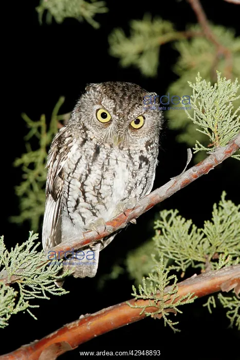 : Whiskered Screech Owl : Whiskered Screech Owl