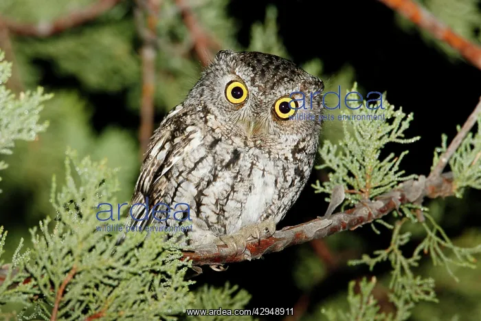 : Whiskered Screech Owl : Whiskered Screech Owl