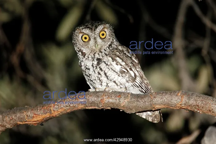 : Whiskered Screech Owl : Whiskered Screech Owl
