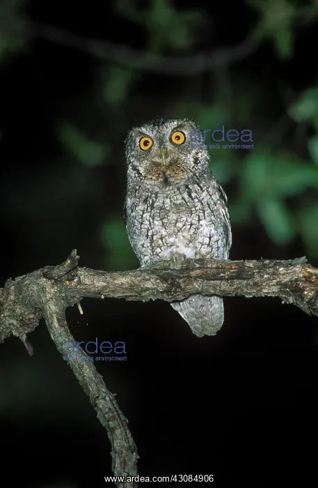 : Whiskered Screech Owl : Whiskered Screech Owl