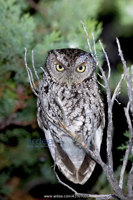 : Whiskered Screech Owl : Whiskered Screech Owl