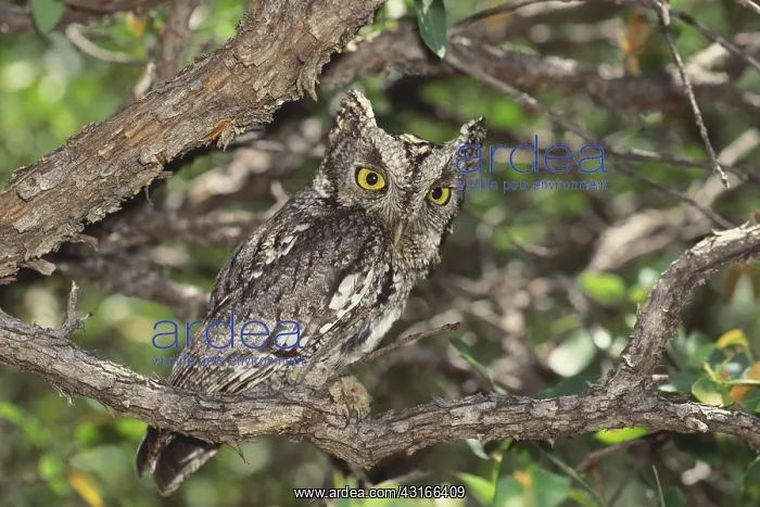 : Whiskered Screech-owl : Whiskered Screech-owl
