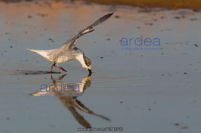 : Whiskered Tern : Whiskered Tern