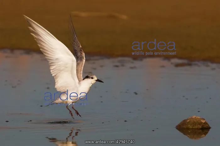 : Whiskered Tern : Whiskered Tern