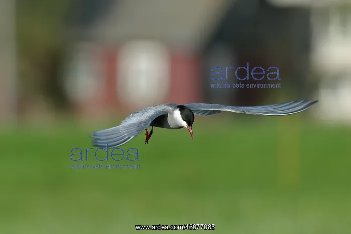 : Whiskered Tern : Whiskered Tern