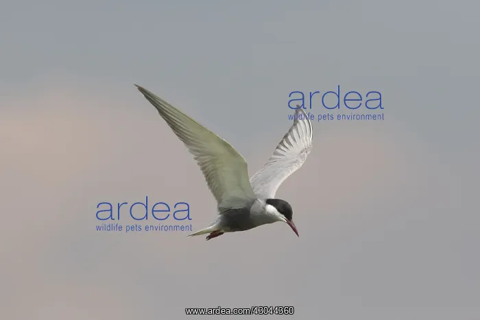 : Whiskered Tern - adult bird in flight - Germany : Whiskered Tern - adult bird in flight - Germany