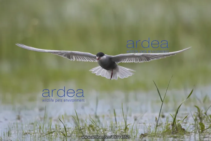 : Whiskered Tern - adult bird in flight - Germany : Whiskered Tern - adult bird in flight - Germany