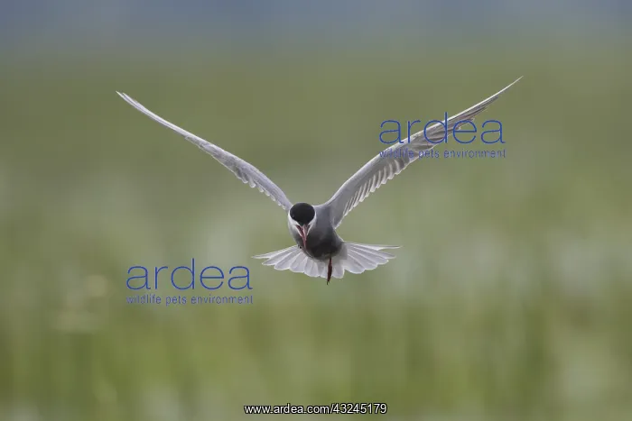 : Whiskered Tern - adult bird in flight - Germany : Whiskered Tern - adult bird in flight - Germany