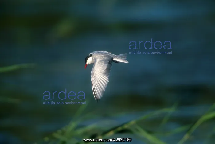  : Whiskered Tern - Adult, summer plumaged