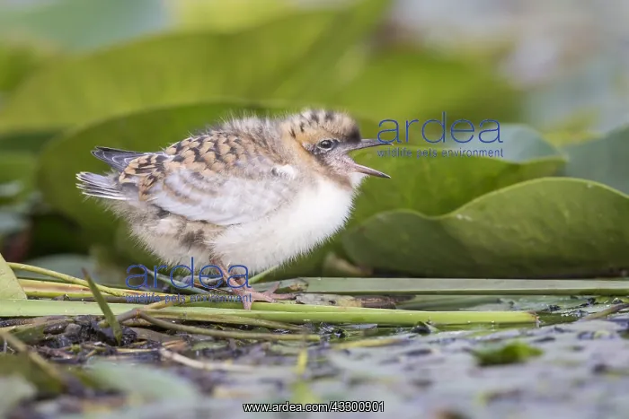 : Whiskered Tern (Chlidonias hybrida ) chic calli : Whiskered Tern (Chlidonias hybrida ) chic calli