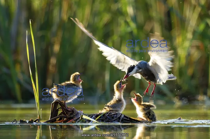  : Whiskered Tern (Chlidonias hybrida) feeds chicks