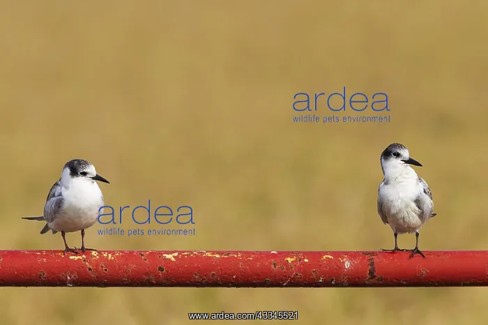 : Whiskered Tern (Chlidonias hybrida). Two juveniles : Whiskered Tern (Chlidonias hybrida). Two juveniles