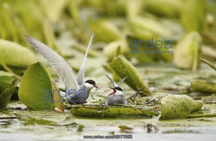 : Whiskered Tern (Chlidonias hybrida) male feeds female on nest : Whiskered Tern (Chlidonias hybrida) male feeds female on nest